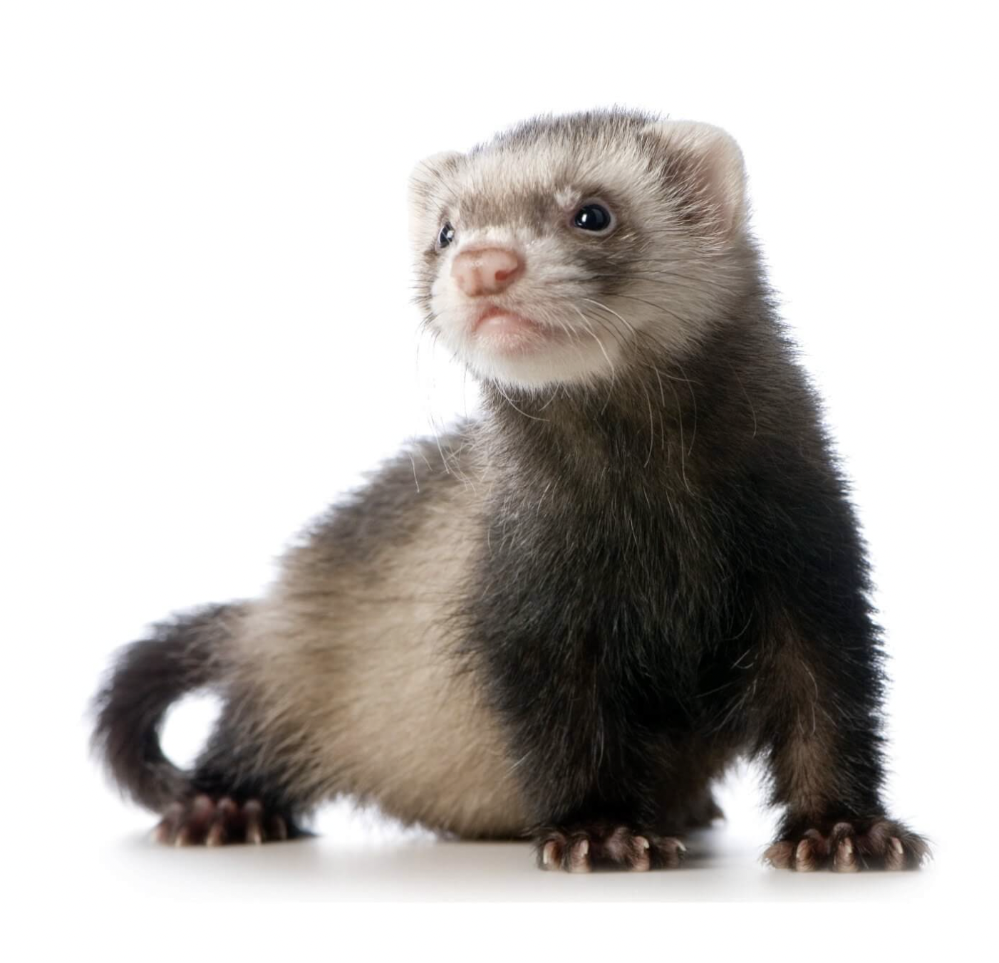 “Ferrets: If female ferrets go into heat and do not get pregnant, they die from estrogen build up. If this happened to human girls... high school would be like the hunger games.”